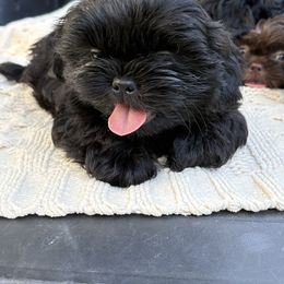 Thunder - Black male Shih Tzu puppy in Decatur, Tennessee from Ford Hollow Farms Shih Tzus and Australian Shepherds