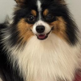 Katie - Pomeranian