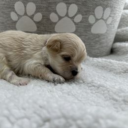 Violet - Cream female Maltipoo puppy in Denair, California from 209PuppiesCaliforniaMaltipoo