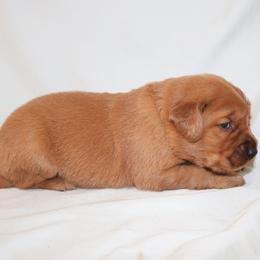 Biscuit - Dark golden female Golden Retriever puppy in New Weston, Ohio from Bertke AKC Golden Retrievers and Bernese Mountain Dogs
