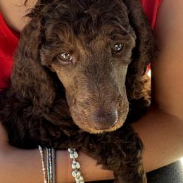 Poodle Puppies from Royal Dixie Poodles