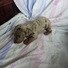 Chocolate dapple - Dapple female Dachshund puppy in Crab Orchard, Kentucky from Lucy’s legacy dachshunds
