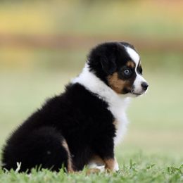 Ross - Black tri male Toy Australian Shepherd puppy in Wichita Falls, Texas from Shooting Stars Ranch Toy and Mini Aussies