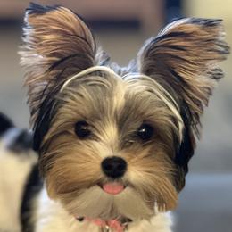Sadie - Yorkshire Terrier