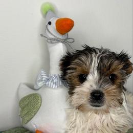 Noel - Parti male Yorkshire Terrier puppy in Illinois from Pretty Little Yorkies