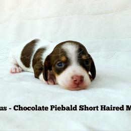 Gus gus - Piebald male Dachshund puppy in Quitman, Mississippi from S-and-A Kennels