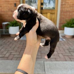 Blue Moon - Brindle male Boxer puppy in Upper Sandusky, Ohio from Rock Run Farm
