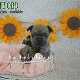 Clifford - Blue fawn male French Bulldog puppy in Loxahatchee, Florida from Blue Wonder Frenchies