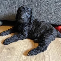 Labradoodle Puppies from River Home Doodles
