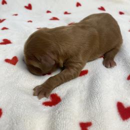 Dolly (Girl 1) - Dark golden female Golden Retriever puppy in Stigler, Oklahoma from Red MAX Golden Retrievers