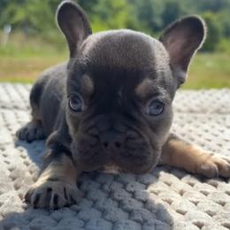 Dutton - Tricolors female French Bulldog puppy in Warm Springs, Arkansas from State Line Dachshunds & Frenchies