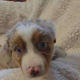 Australian Shepherd Puppies from Sharon's Australian Shepherds