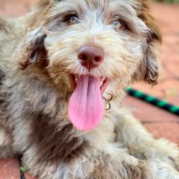 Aussiedoodle and Goldendoodle All Grown Up from Doodles&Danes