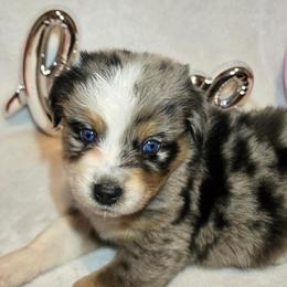 Frosty - Blue merle male Australian Shepherd puppy in Peach Bottom, Pennsylvania from Arcadia Australian Shepherds