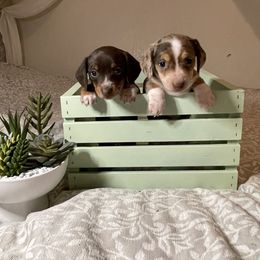 Dachshund Puppies from DachshyVerse