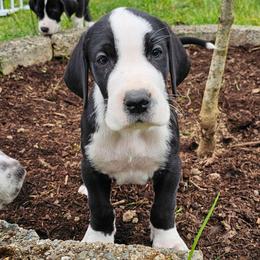Sneaky - Mantle male Great Dane puppy in Castle Rock, Washington from Uber Alles Great Danes