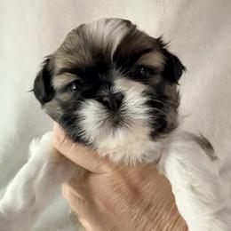 Clark Gable - Gold and white male Shih Tzu puppy in Winston Salem, North Carolina from Little Miracles Shih Tzu