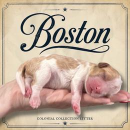 Boston - Blenheim male Cavalier King Charles Spaniel puppy in Ammon, Idaho from Ammon Acres Cavaliers
