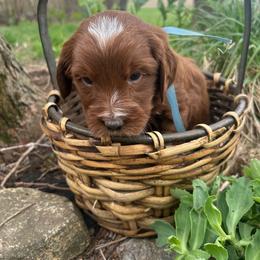 Blue boy - Red  male Goldendoodle puppy in Denison, Iowa from Violet View Iowa Goldendoodles