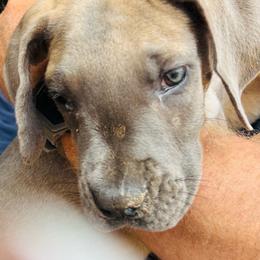 Boy 3 - Fawn male Great Dane puppy in Devine, Texas from Texas Devine Danes & Aussies