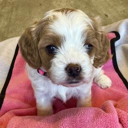 Willow - Blenheim female Cavapoo puppy in Buda, Texas from Haus of Doodles
