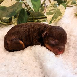 Charlie - Chocolate brindle female Havapoo puppy in Marquand, Missouri from Perfectly Playful Doodles