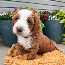 Bob - Red male Bernedoodle puppy in Weston, Idaho from Berne n Doodles
