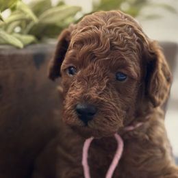 Sizzling Pink - Poodle puppy from Great Doodles & Poodles