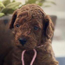 Sizzling Pink - Poodle puppy from Great Doodles & Poodles
