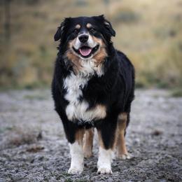 Abby - Black tri-color female Australian Shepherd puppy in Herriman, Utah from Painted Blue Aussies