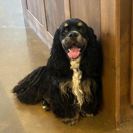 Rascal - Cocker Spaniel