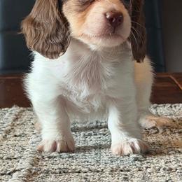 Godiva - Black and cream female Dachshund puppy in Hudson, Michigan from Mittentail Kennel Miniature Dachshunds & Australian Shepherds