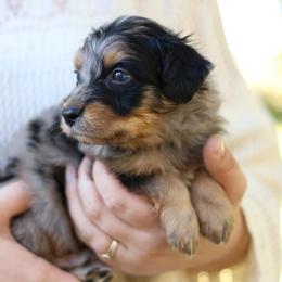 Jess - Blue merle male Aussiedoodle puppy in Orleans, Indiana from Mae Blossom Puppies