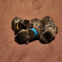 Light Blue - Black male Labrador Retriever puppy in Anderson, Texas from TLS Retrievers