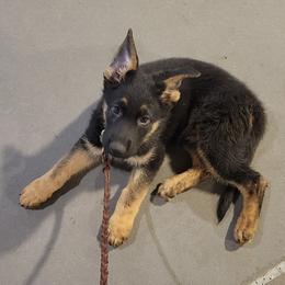 Australian Shepherds and German Shepherds from Zehn Meile Shepherds