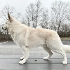 Idol - Berger Blanc Suisse