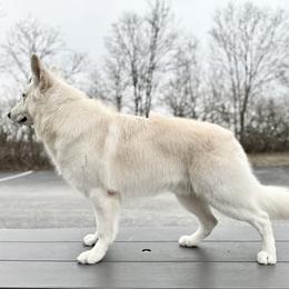 Idol - Berger Blanc Suisse