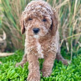 Liberty - Red  female Poodle puppy in Herriman, Utah from Shaggy Mountain Pups LLC