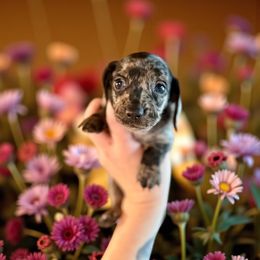 Happy - Dapple male Dachshund puppy in Westport, Kentucky from Lonestar Creek Farm