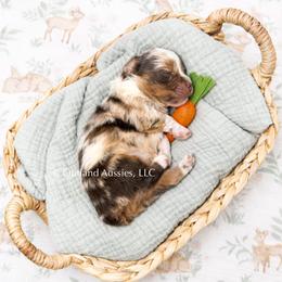 Cream Soda - Red merle female Miniature Australian Shepherd puppy in Oklahoma City, Oklahoma from Outland Toy & Mini Aussies