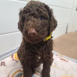 White collar - Brown male Poodle puppy in Colorado Springs, Colorado from Silly's Standard Poodles