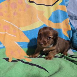 Green Girl - Red female Dachshund puppy in Jackson's Gap, Alabama from Lake Martin Doxies