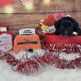 Epic - Black tri-color male Australian Shepherd puppy in Fredericksburg, Virginia from Cooper Ridge Aussies