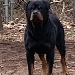 Magnum - Rottweiler