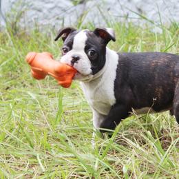Boston Terrier Puppies from I Love Pups