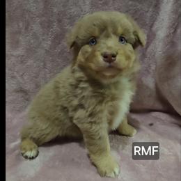 Millie - Red merle female Miniature Australian Shepherd puppy in Bend, Oregon from Badlands Toy and Mini Aussies