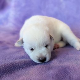 Pomsky Puppies from Valparaiso Pomskys