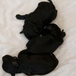 Poodle puppies from Bows and Bow Ties