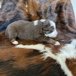 Australian Shepherd Puppies from Victoria Abbott