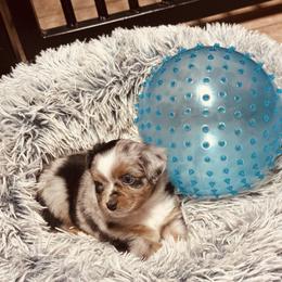 Lil Bitty Girl - Blue merle female Miniature Australian Shepherd puppy in Madisonville, Texas from Diamond R Aussies